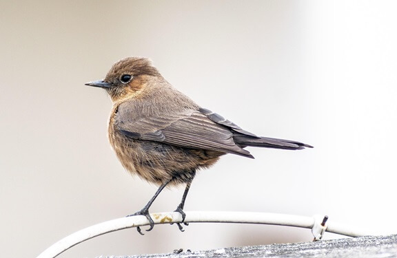A class of warm-blooded egg-laying vertebrate animals having feathers, forelimbs modified as wings, hollow bones, and a beak; commonly known as birds.