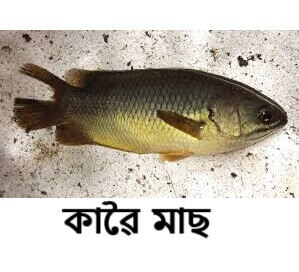 Climbing Perch বা কাৱৈ মাছৰ চিত্ৰ