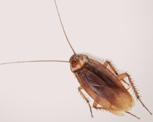 Image of An American Cockroach