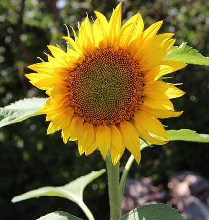 Image of a blooming sunflower