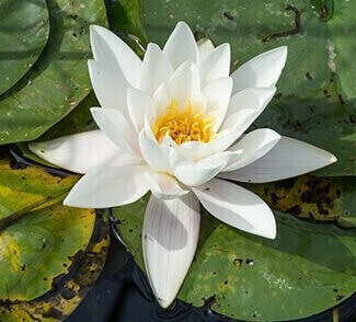 A blooming white water-lily (Nymphaea alba)