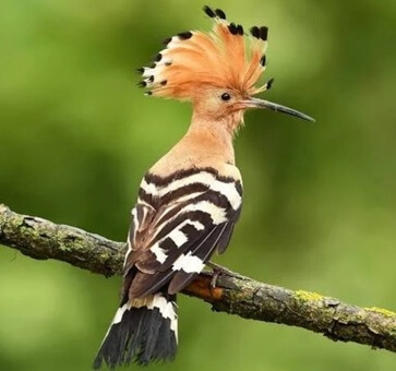 An Upupa epops or kakoishira bird sitting on a branch
