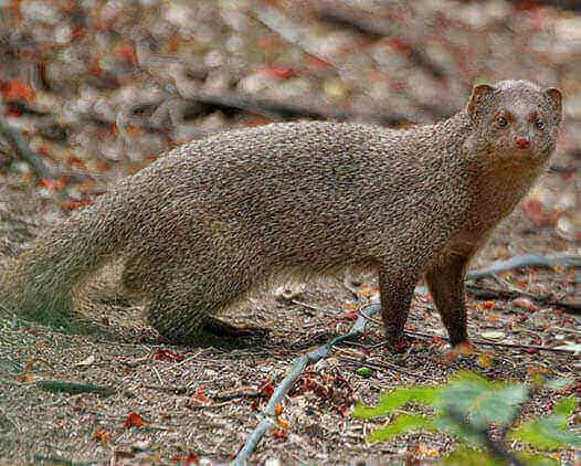 Image of an Indian Grey Mongoose