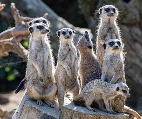 A group of Meerkat standing in a field