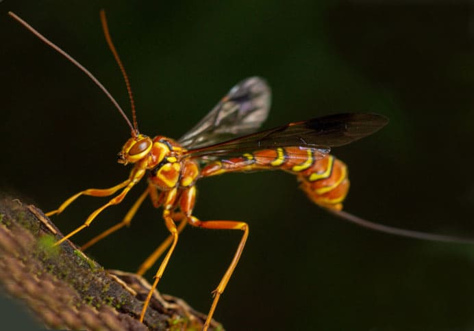 Image of an ichneumon wasp