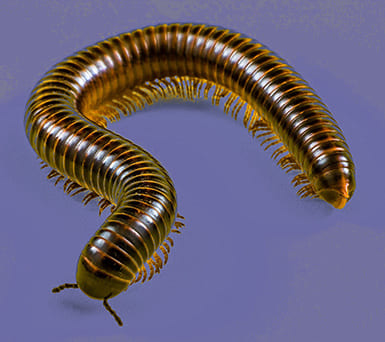 image of an Millipede.