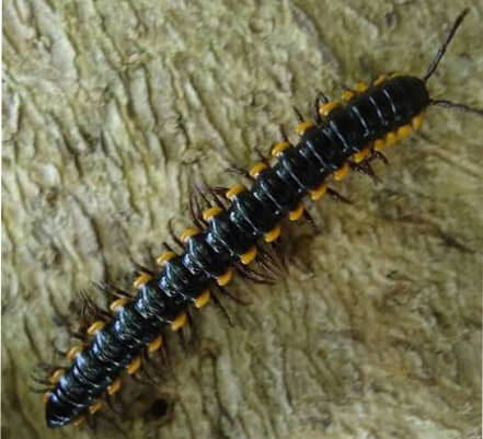 A crawling anoplodesmus anthracinus