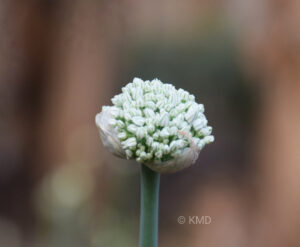 Assamese quiz on flower name