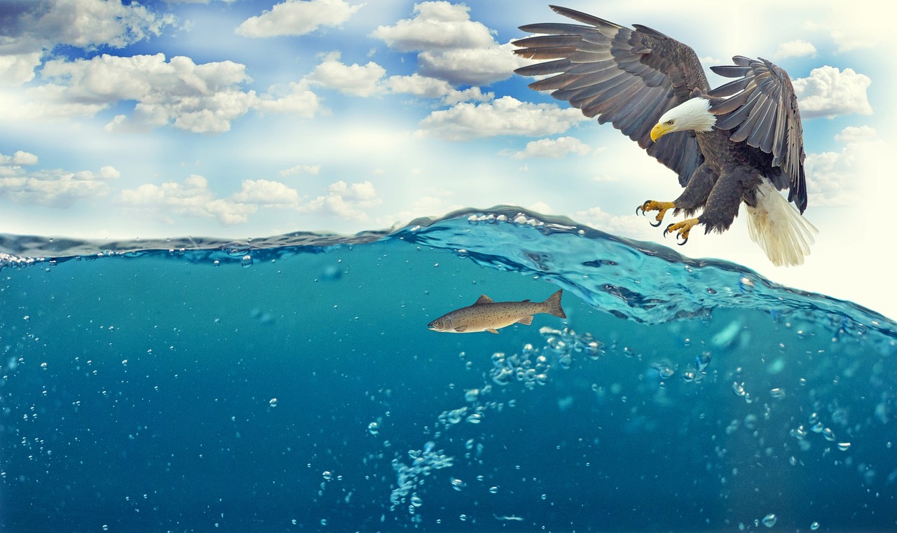 white tailed eagle, fish, hunting