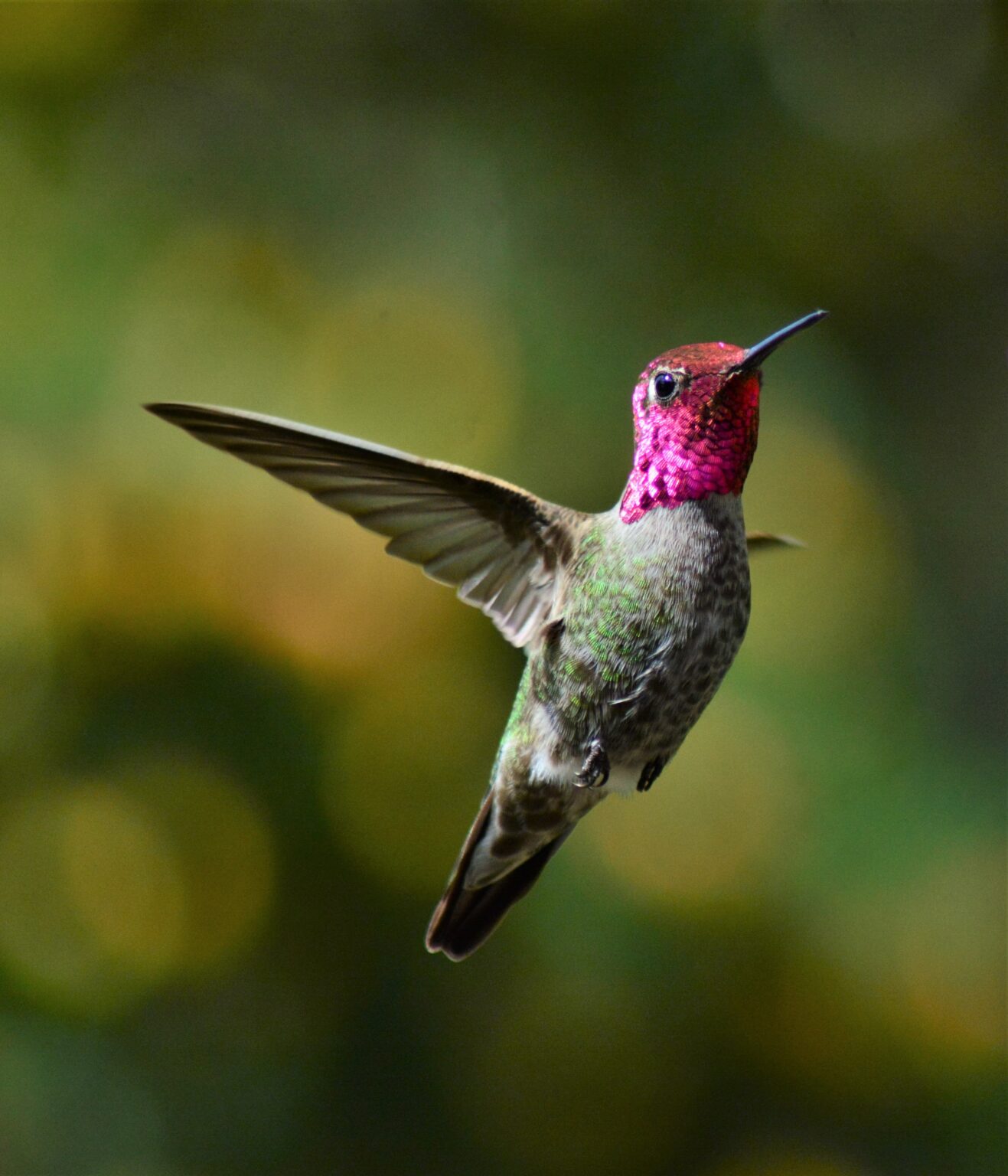 green and purple humming bird