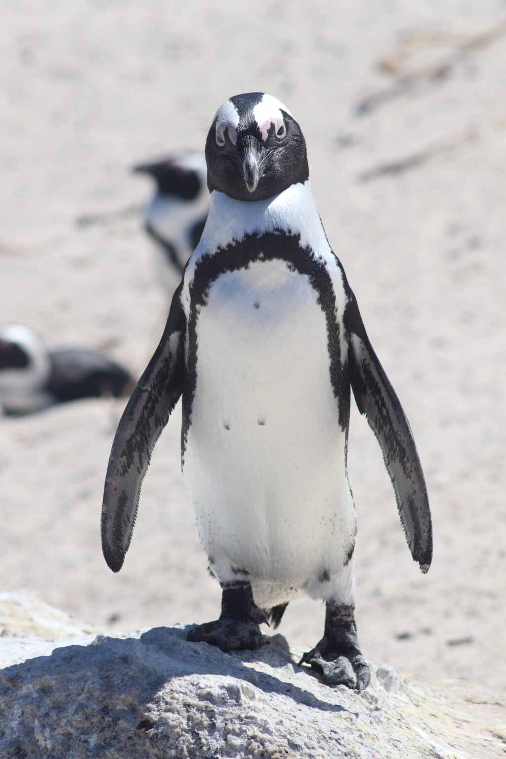 black and white penguin standing on brown sand during daytime