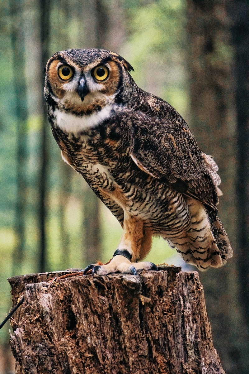 black and brown owl