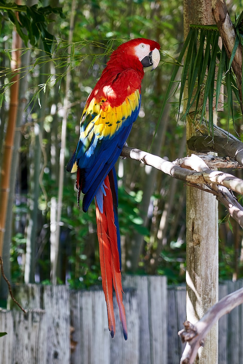 parrot on tree branch